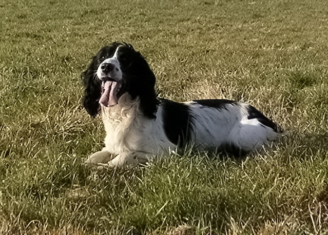 dogmix_014a