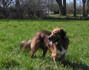 dogmix_030a